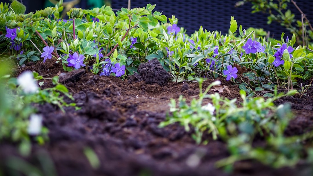 Your Guide to Finding the Right Gardening Service